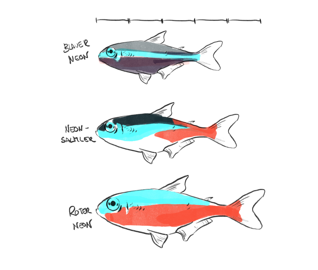 An illustration of three species of neon fish, displayed in a vertical sequence for comparison. From top to bottom: Blauer Neon – The fish has a metallic blue stripe along its upper body and a deep purple hue on the lower part. Neon-Salmler – This fish features a bright blue stripe on its upper body with a vivid red coloration on the lower half, especially towards the tail. Roter Neon – It has a striking blue stripe on the upper body and a more intense red coloration on the lower body that extends further towards the head compared to the Neon-Salmler. All fish are oriented from left to right with a scale line above them, emphasizing size comparison.