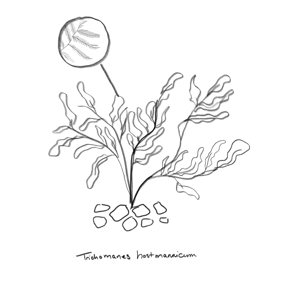 A black-and-white botanical illustration of the fern Trichomanes hostmannicum. It depicts delicate, wavy fronds growing upward from a cluster of rocks at the base. A circular structure, likely a reproductive organ or spore capsule, is shown on a slender stalk extending from one of the fronds, displaying fine, radiating lines. The illustration is labeled with the species name at the bottom.